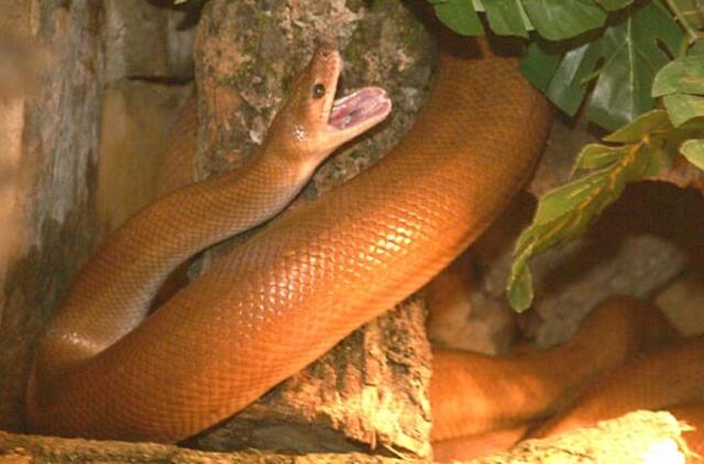 Smauglių klaipėdiečiai gali neregistruoti, o šunys nebelos