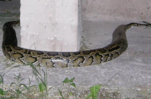 Smauglys išgąsdino Klaipėdos  politikus