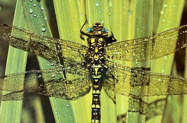 Sparnuoti grobuonys ir jų aukos