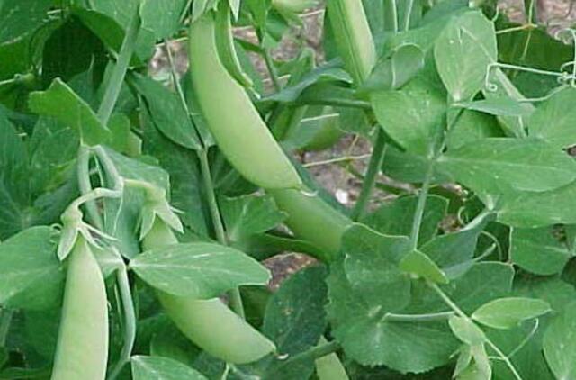 Amerikiečio plaučiuose išaugo žirnis