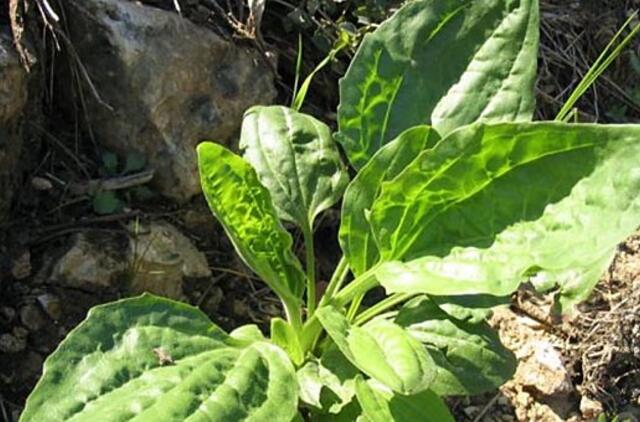 Ištvermingasis plačialapis gyslotis