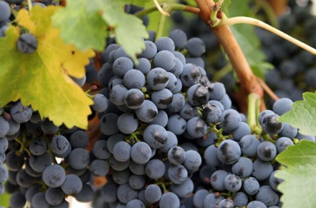 Prancūzija: tyrimo centre sunaikinti genetiškai modifikuoti vynuogienojai