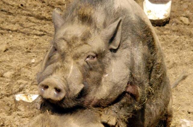 Vengrijoje ūkininkas tapo savo kiaulės auka