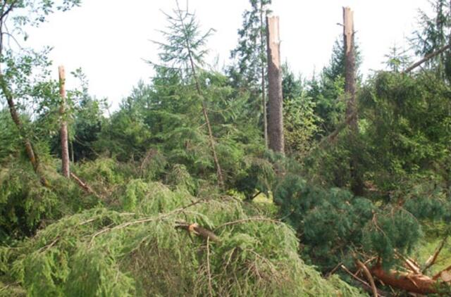 Vėtros padaryta žala Lietuvos miškams vertinama per 17 mln. litų