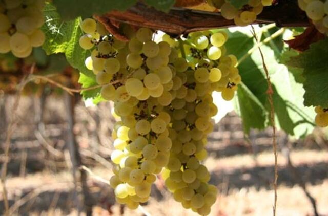 Baltasis vynas - ne tik vasarą