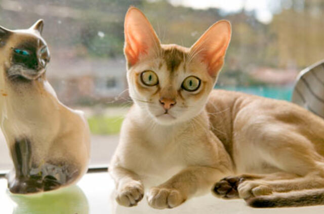 Belgijoje nuspręsta sterilizuoti visas kates