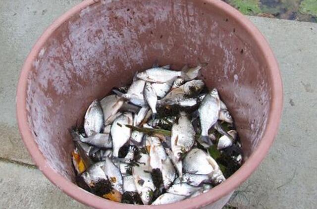 Deguonies Šyšoje sumažėjo dėl AB "Biofuture" kaltės?