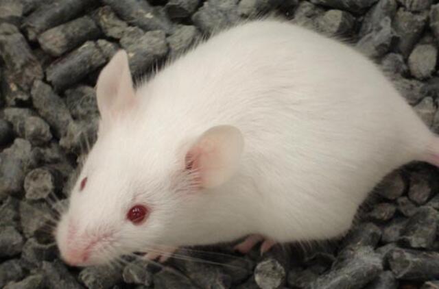 Europos Sąjungos direktyva dar labiau apribojo bandymus su gyvūnais