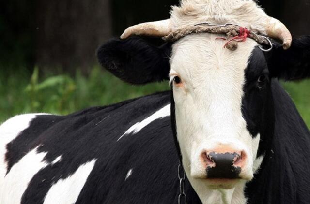 Jautis mirtinai užbadė savo šeimininką