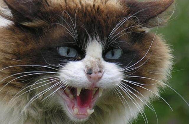 Kaip tramdyti pyktį