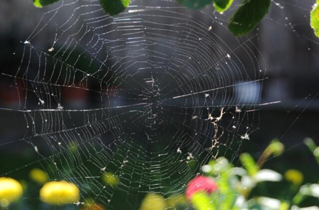 Savaitgalį Lietuvoje orai bus ramūs ir šilti