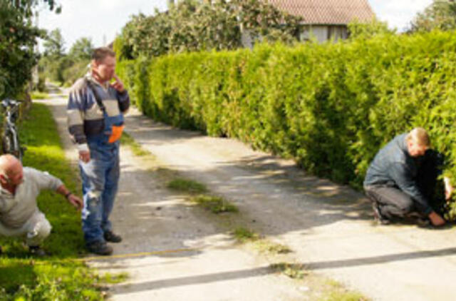 Sodo kaimynų kivirčą įskėlė tujų gyvatvorė