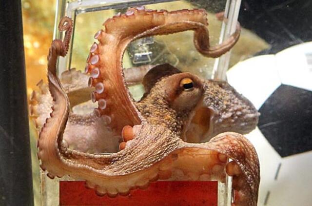 Aštuonkojis Paulis daugiau nebeprognozuos