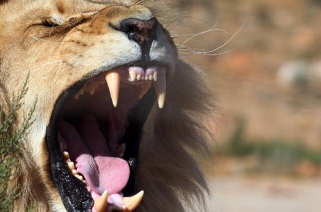 Cirko arenoje Ukrainoje liūtai per pasirodymą užpuolė dresuotoją