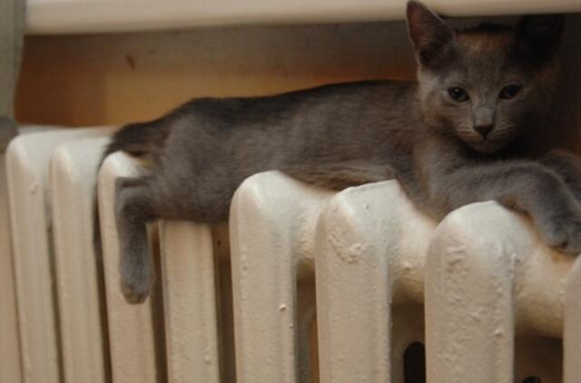 Dauguma lietuvių nedarė nieko, kad šildymui išleistų mažiau