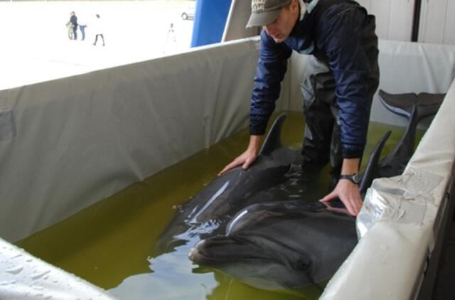 Delfinų "bilietai" į Graikiją kainavo 100 tūkst. litų