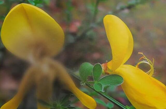 Dėmesio centre - liga, užtemdanti regėjimo šviesą