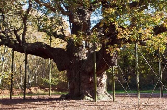 Didžioji Britanija: gal norite pirkti Šervudo girią?