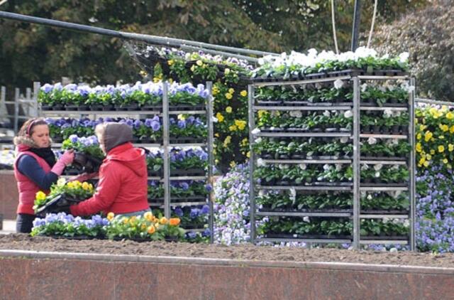 Klaipėdos aikštėse sodinamos našlaitės