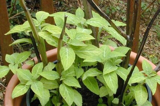 Kvaitulinį šalaviją pardavęs vyras dirbs viešuosius darbus