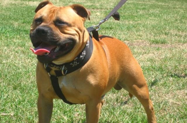 Plėšiko "bendrininkas" - kovinės veislės šuo