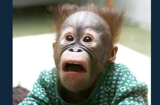 Bulvaras: tikėk - netikėk