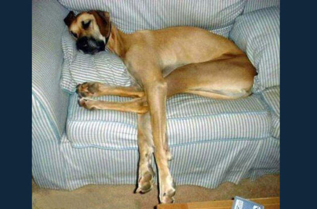 Bulvaras: tikėk - netikėk