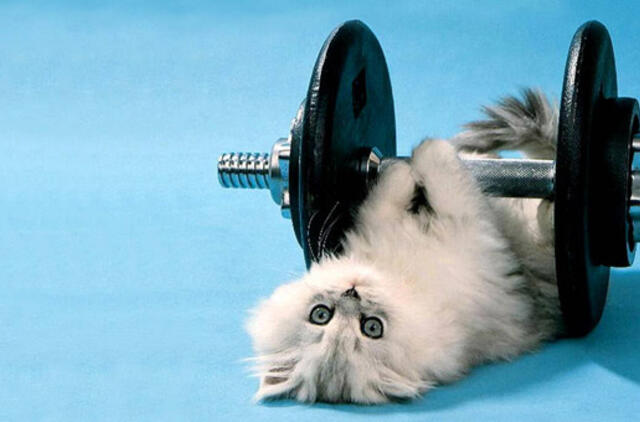 Bulvaras: tikėk - netikėk