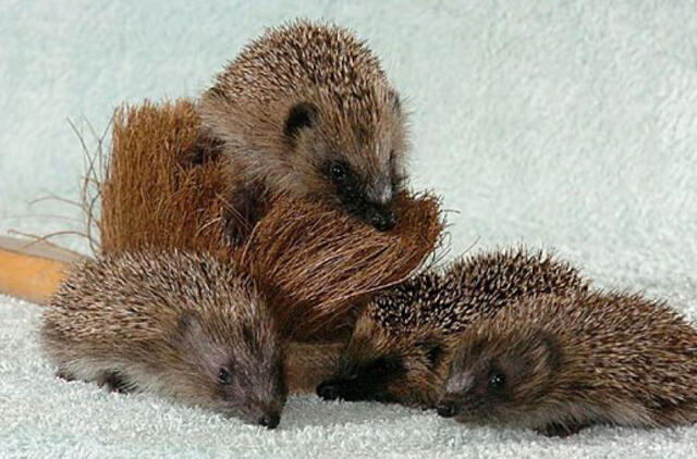 Bulvaras: tikėk - netikėk