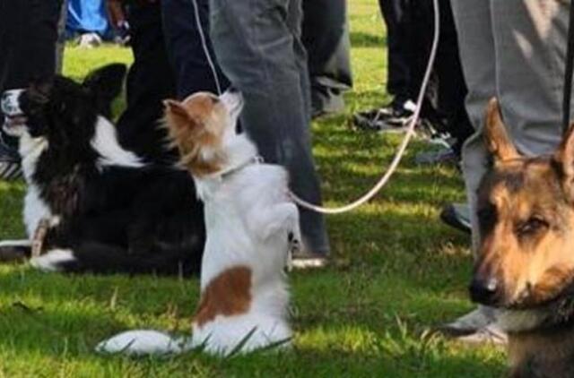 Naujasis policijos šuo - čihuahua