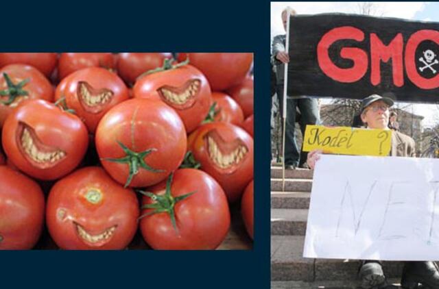 Pomidorai su žuvies genu - tik pradžia