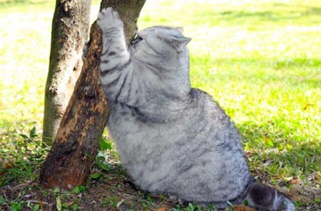 Interneto žvaigždė - stora katė