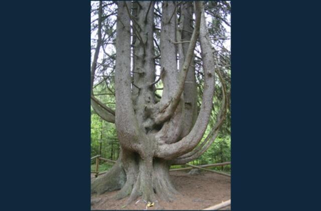 Įspūdingiausios Lietuvos eglės