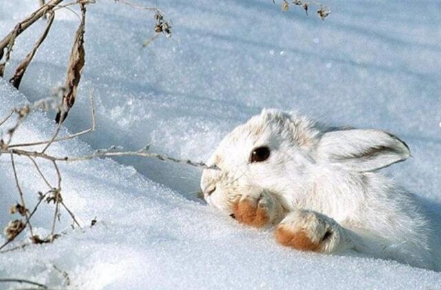 Kiškio (Katino) metai visiems Zodiako ženklams
