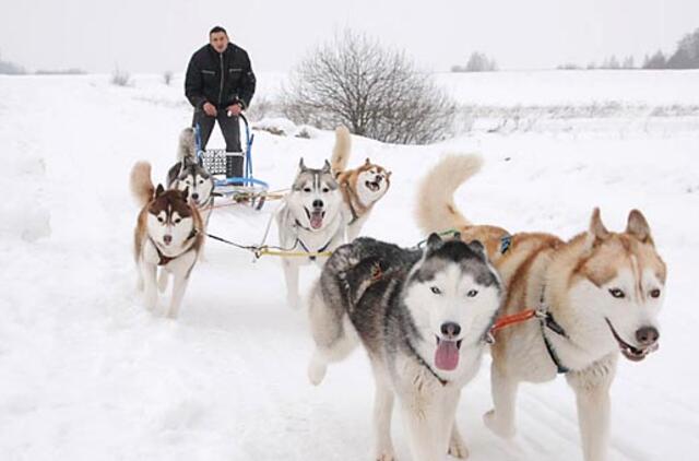 Per kalėdines pusnis skrieja haskių kinkinys
