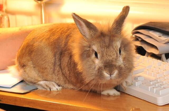 Specialistai įspėja: gyvūnas - ne dovana