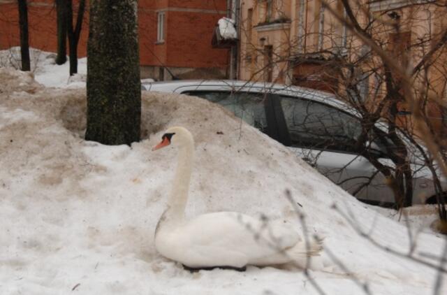 Gulbė atpėdino į Klaipėdos centrą