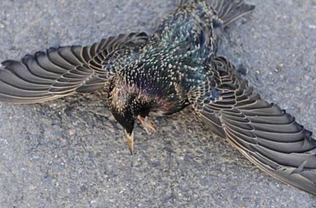 Rumunijoje dešimtys varnėnų nugaišo apsinuodiję alkoholiu