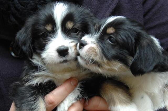 Būk mano draugas. Dvynukės