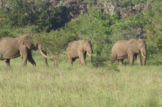 Dėl nesumedžioto dramblio lenkas apkaltino turizmo kompaniją