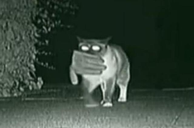 Katinas kleptomanas užkluptas nusikaltimo vietoje