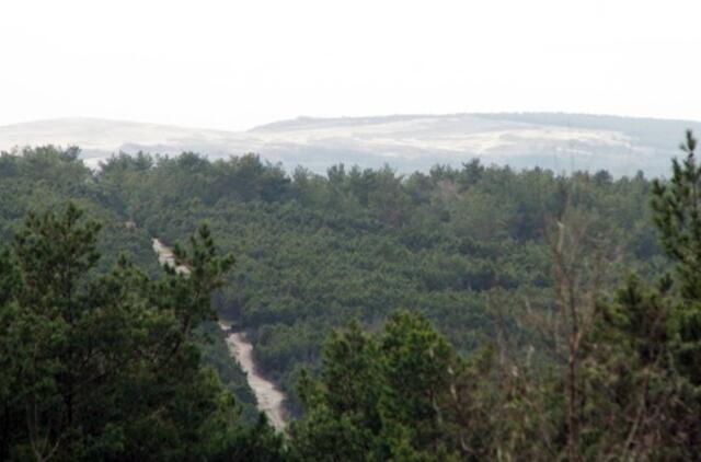 Miškininkai ramina dėl medžių kirtimo Kuršių nerijoje