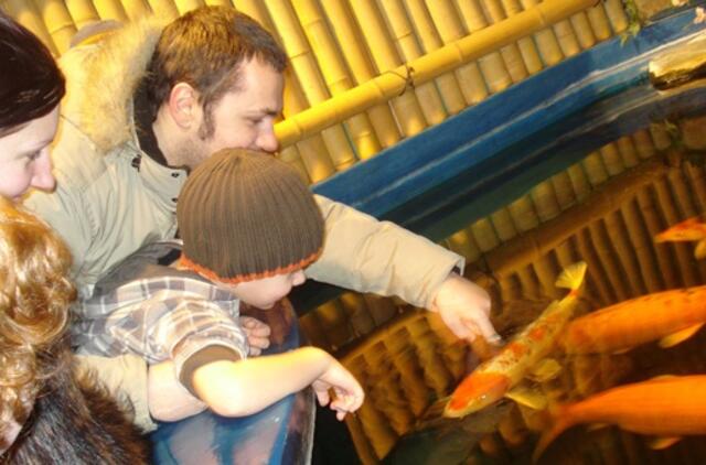 Muziejaus lankytojų dėmesio centre - auksinė žuvelė