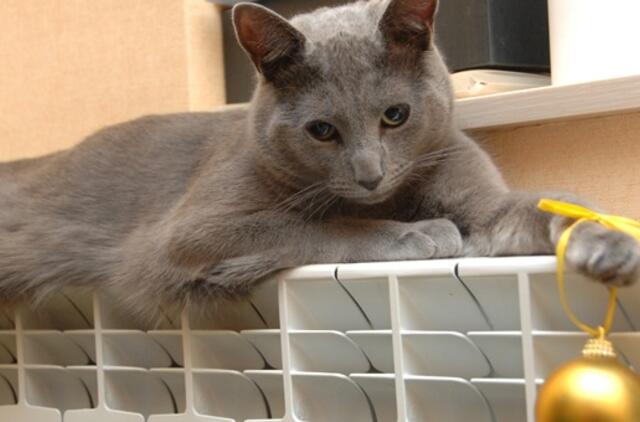 Valdžia: dėl sąskaitų už šilumą teisėtumo turi spręsti teismas