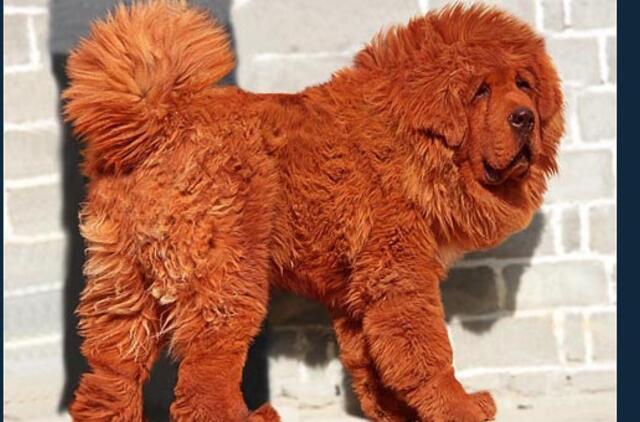 Brangiausias pasaulyje šuo - raudonasis Tibeto mastifas