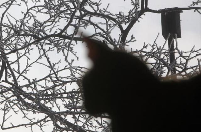 Kovo 23-ioji: vardadieniai, dangaus kūnai, istorija