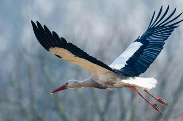 Kovo 25-oji: vardadieniai, dangaus kūnai, istorija