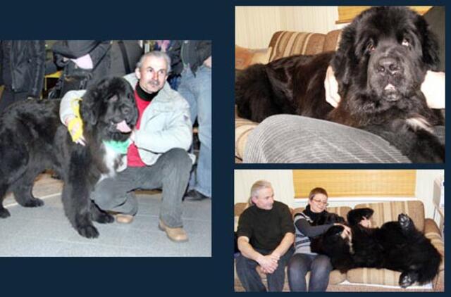 Šunų terapija pagal Plutą