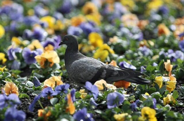 Balandžio 3-oji: vardadieniai, dangaus kūnai, istorija