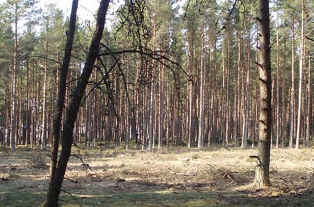 Grybinė liga retina Palangos miškus